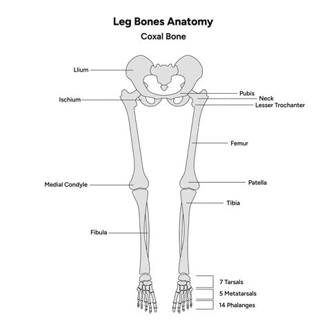 Anatomia Da Perna Ossos - 10