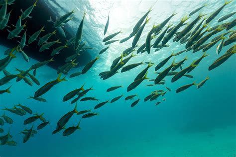 Especies Invasoras Marinas Problema Ambiental Fundación Aquae