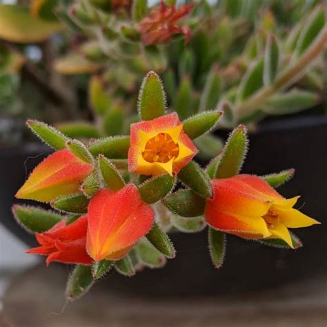 Echeveria Set Oliver Echeveria Set Oliver Uploaded By Mzambz