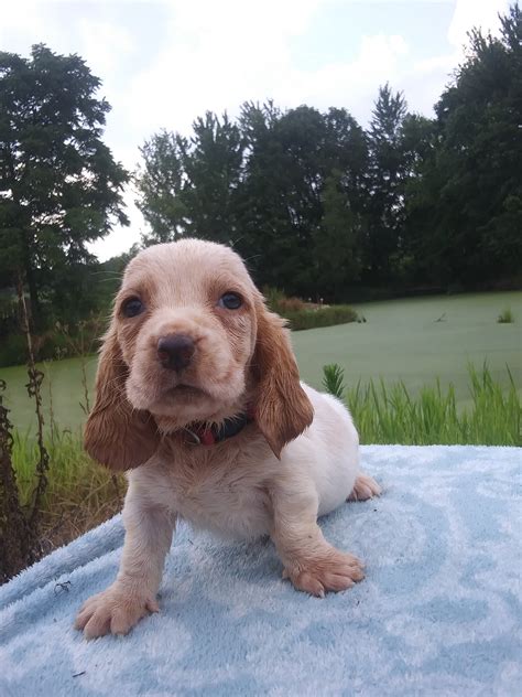 Steve's Bassets - Home | Facebook