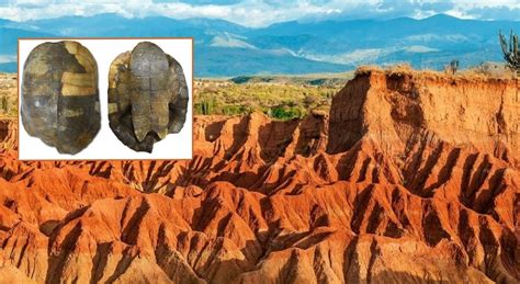 Descubren en La Tatacoa el fósil más antiguo de tortugas acuáticas