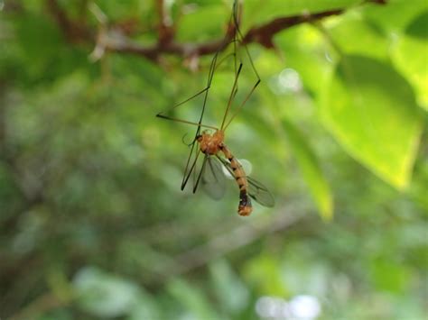 Australian Tiger Crane Fly From Watsonville QLD 4887 Australia On May