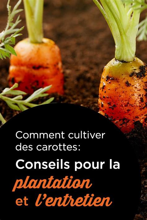 5 Étapes faciles pour faire pousser des carottes toute l année Artofit