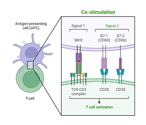 T Cell Co Stimulation Biorender Science Templates