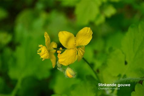 Onkruid In Je Tuin Herkennen Oxalis Tuinontwerp