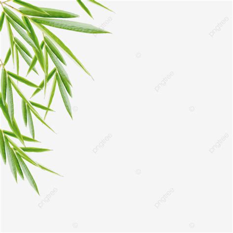 Bamboo Leaf Frame Decoration Bamboo Leaves Bamboo 3d Frames PNG