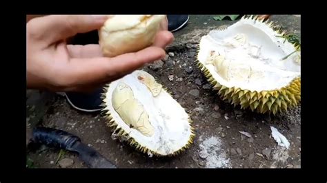 Durian Bawor Masak Pohon YouTube