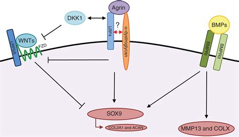 Agrin mediates chondrocyte homeostasis and requires both LRP4 and α