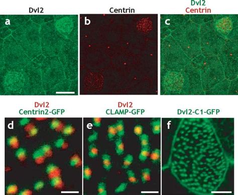 Dishevelled Controls Apical Docking And Planar Polarization Of Basal