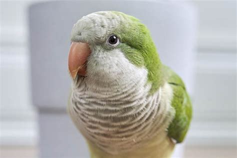 Quaker Parakeet Fact Sheet - Northern Parrots