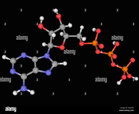 Adenosine Triphosphate Molecule Stock Photo Alamy