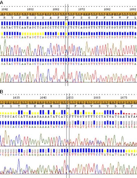 Genetic Sequencing Analysis Of Cftr Gene A Mutation Of Cytosine C At