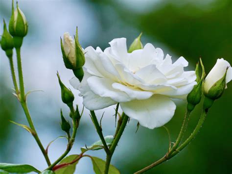 Tìm Hiểu Nguồn Gốc Và ý Nghĩa Của Hoa Hồng Trắng White Rose Sonice