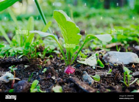 Small Radish Growing In Rich Soil Stock Photo Alamy