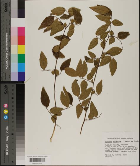 Planera Aquatica Species Page Apa Alabama Plant Atlas