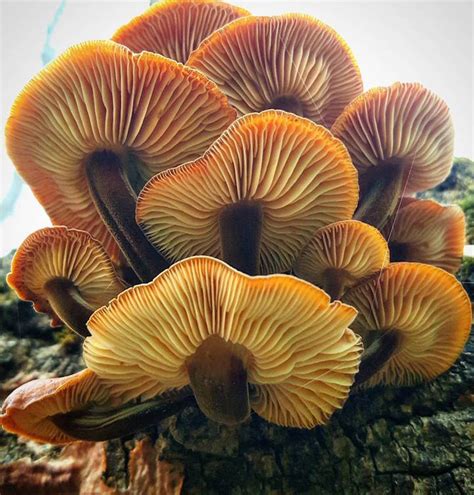 Mushroom Ninja Explores The Beautiful World Of Exotic Fungi On His Hikes