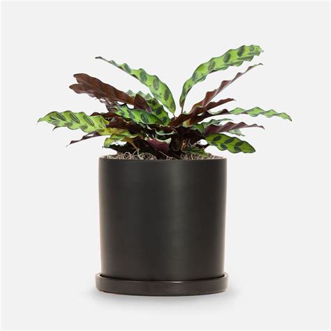 11 Best Pet-Safe Houseplants for Pet Owners 2023