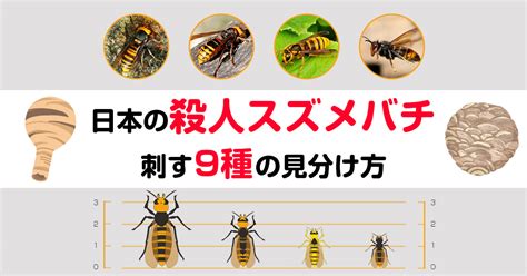 ツマアカスズメバチに要注意！日本に侵入して分布を広げる蜂の生態 | ハチ110番
