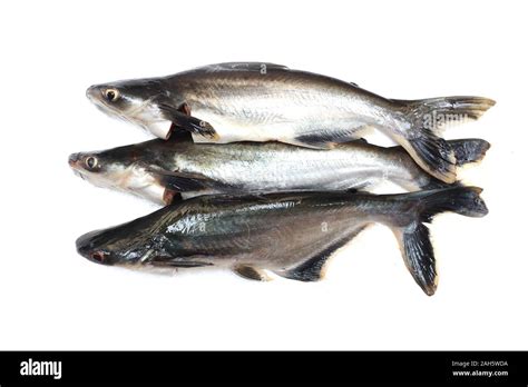 Gambar Ikan Patin Soakploaty