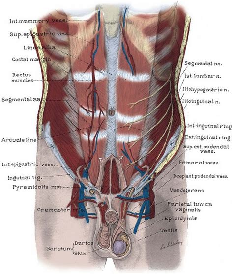 Abdomen Diagram Male