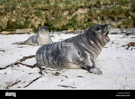 Young Southern Elephant Seal Pups On The Beach Roaring Stock Photo Alamy