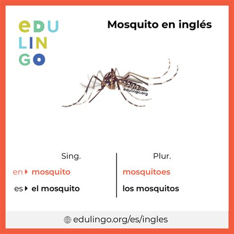 Plural De Mosquito Em Inglês