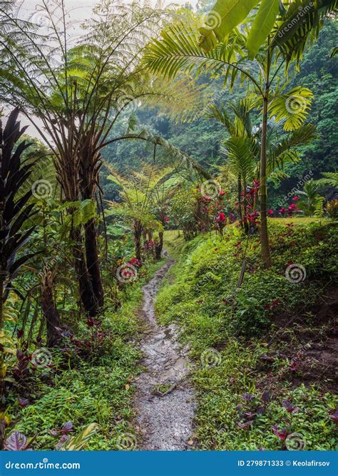 Jungle Rainforest with Exotic Plants in Hawaii Stock Image - Image of
