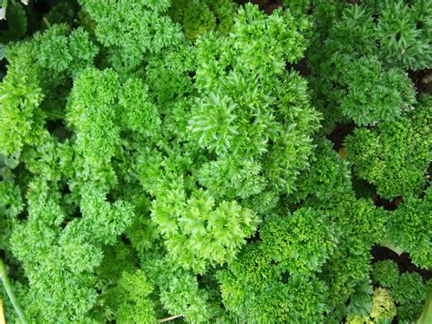 Parsley Herb · Free photo on Pixabay