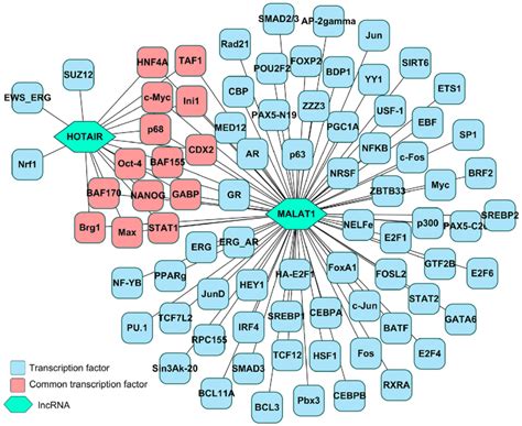 Prediction Of Transcription Factors For The Lncrnas Malat1 And Hotair