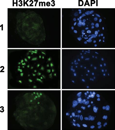 H3k27me3 Immunofluorescence Image Day 8 Blastocysts 1 Embryo With Download Scientific