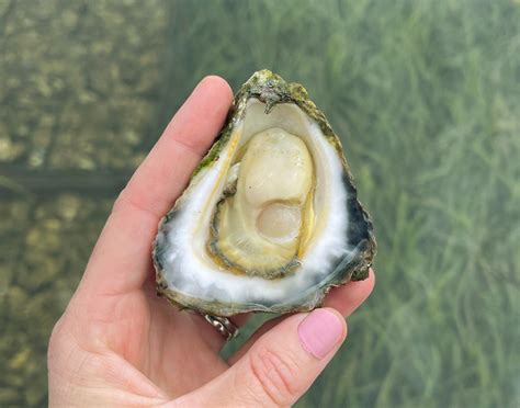 The Beginners Guide To Australian Oysters Aoc