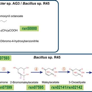 Identification Of Metabolites During Bromoxynil Degradation By Strain