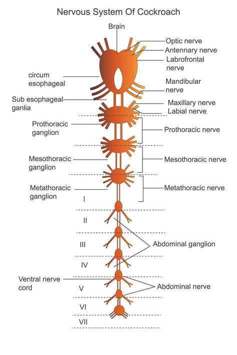Nervous system of cockroach. Anatomy of cockroach. Labelled diagram