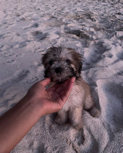 TW Pornstars - Katherinne Rodriguez. Twitter. 6:01 AM - 5 Oct 2022