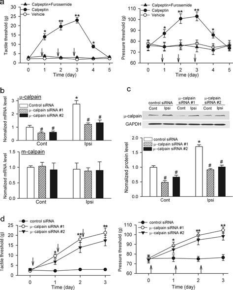 Inhibition Of Calpain Or Knockdown Of Calpain At The Spinal Level