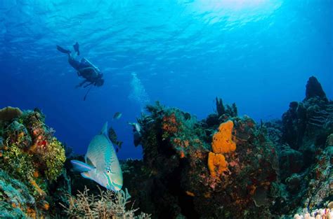 Scubapro Go Travel Fins Review A Padi Instructors Guide Katys