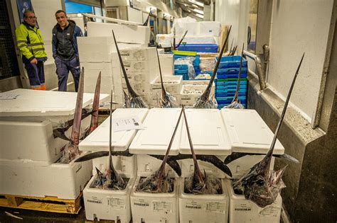 Swordfishxiphias Gladius Fish And License Image 13900348 Image
