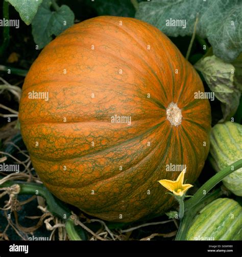 Pumpkin Ghost Rider Hi Res Stock Photography And Images Alamy