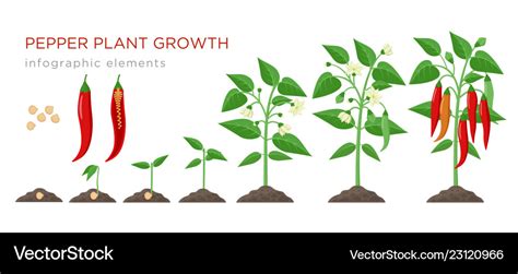 Hot Pepper Growing Stages Tree And Twig Farm Blog Hot Pepper