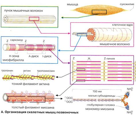 Презентация на тему: БИОХИМИЯ