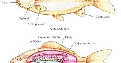 Biología Y Geología 1º Eso Peces Vertebrados