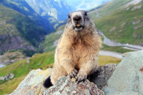 Image Marmot Online | www.changeyourwindows.com
