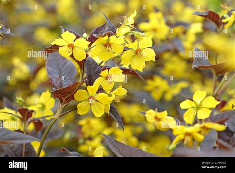 Yellow Lysimachia Ciliata ‘firecracker Or Fringed Loosestrife In