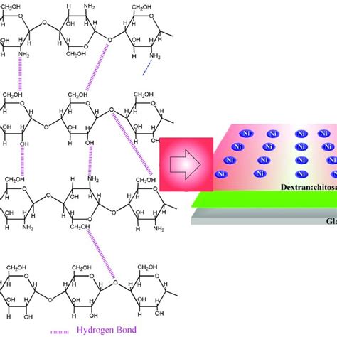 Schematic Diagram Of Molecular Structure Of Chitosan And Dextran Download Scientific Diagram