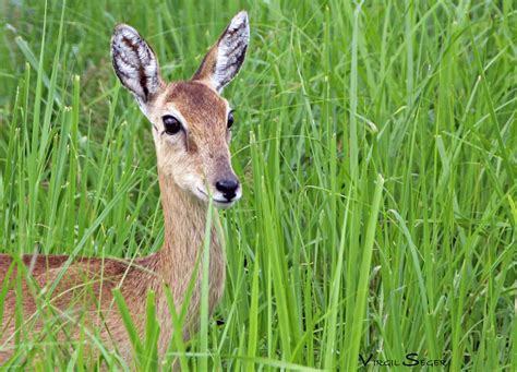 Oribi by vseger on DeviantArt