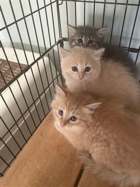 Choosing the right tribute services at Pet Meadows for your friend 31