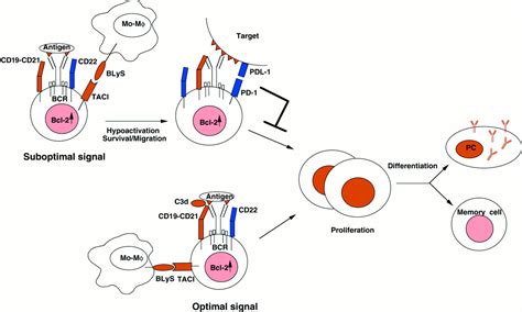 T Independent Immune Response New Aspects Of B Cell Biology Science