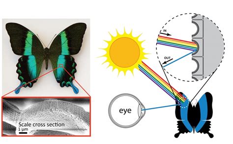 Structural Color In Nature