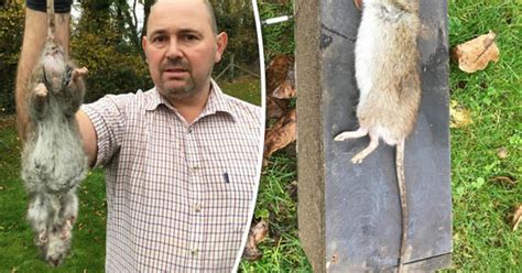 Giant Rat Snared Is Britains Biggest Ever Measuring A Whopping 20