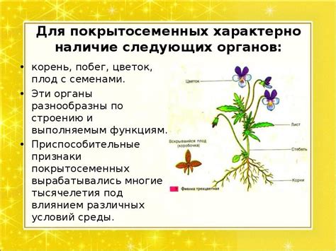 Покрытосеменные растения (6 класс)